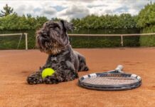 Brazilin tennis ball dog on clay court