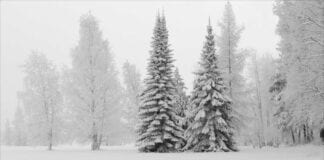 winter scene for evergreens connect brazil