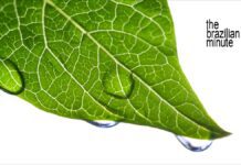 Brazil’s Low-carbon Economy Brazil's low-carbon economy. A grren leaf covered with rain drops.