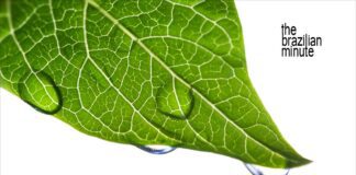 Brazil's low-carbon economy. A grren leaf covered with rain drops.