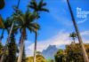 Rio de Janeiro’s Historic Villa Riso Tall Imperial Palm trees frame a disant view of a flat topped mountain under blue sky.