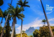 Tall Imperial Palm trees frame a disant view of a flat topped mountain under blue sky.