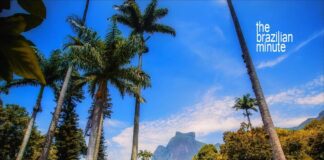 Tall Imperial Palm trees frame a disant view of a flat topped mountain under blue sky.